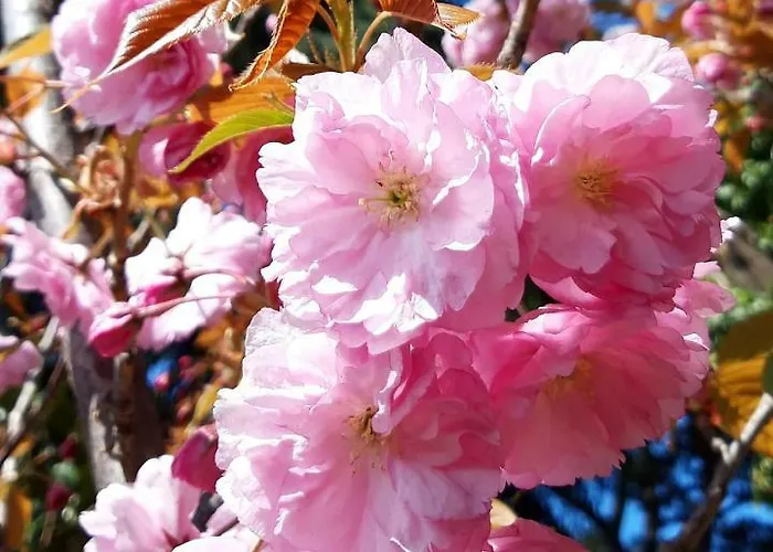 Апартаменты Donna Laura *